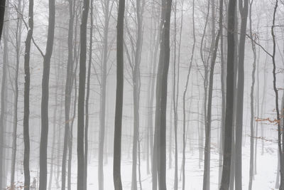 Winter Forest