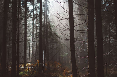 Trees in forest