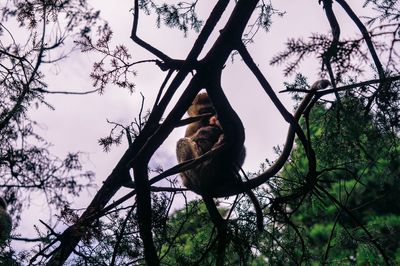 Low angle view of bird on tree against sky