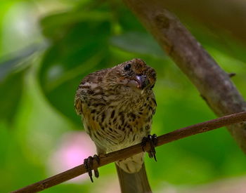 Close-up of sparrow perching on branch