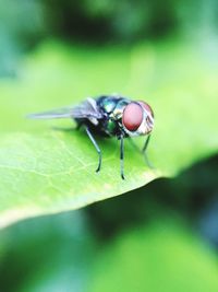 Close-up of insect