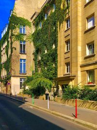 Trees by residential building