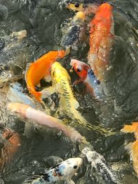 High angle view of koi carps swimming in pond