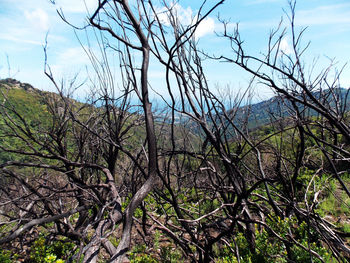 Trees on landscape against sky