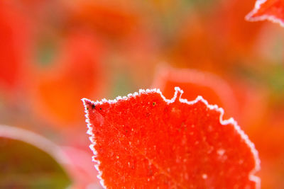 Beautiful red aronia leaves with a frosty edge. morning scenery in the garden. 