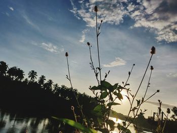 Low angle view of flowering plants against sky