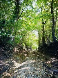 Footpath amidst trees in forest