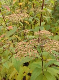 Close-up of plant