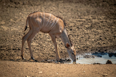 Female greater kudu stands drinking at waterhole