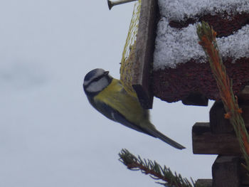 Low angle view of bird perching on wood against sky