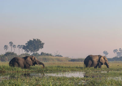 Elephants drinking water