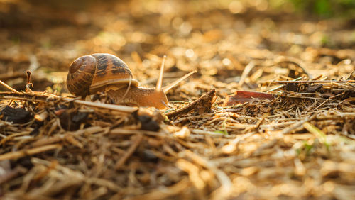 Snail in the sun