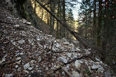 Trees growing in forest