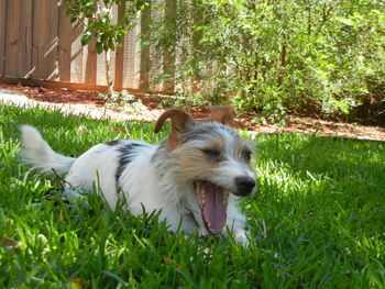 Dog relaxing on grassy field