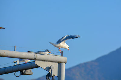 Low angle view of seagull flying