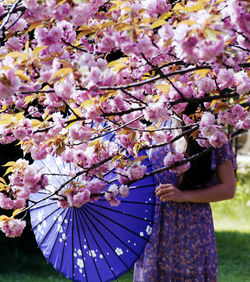 Low angle view of pink cherry blossom tree