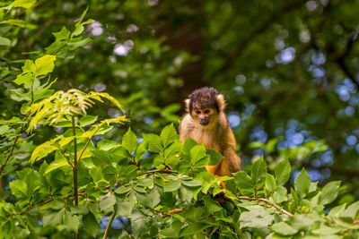 Little monkey on the tree in the apenheul monkey park in the netherlands.
