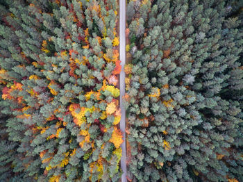 Full frame shot of autumn tree