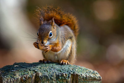 Close-up of squirrel on tree stump