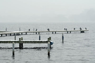 Birds perching on sea against sky