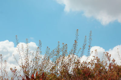 Low angle view of flowering plants against sky