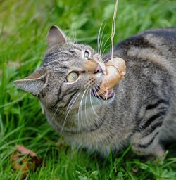 Close-up of cat eating sausage tied with rope on field