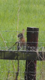 Cat on grass against trees