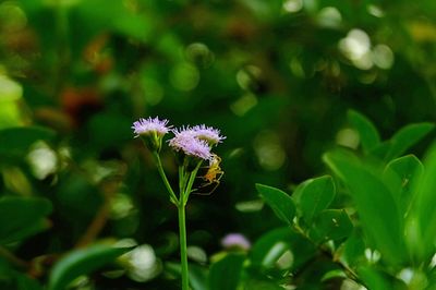 Close-up of purple flowers