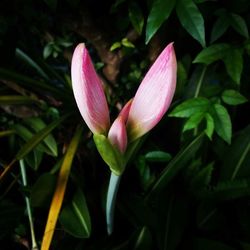 Close-up of flower blooming outdoors