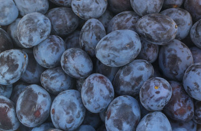 Fresh and ripped delicious plums on old white wooden table making a frame