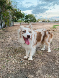 View of dog sticking out tongue on field