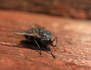 Close-up of insect on wood