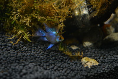 Close-up of fish swimming in sea