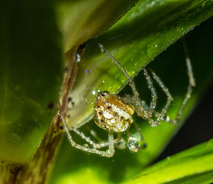 Close-up of insect on leaf