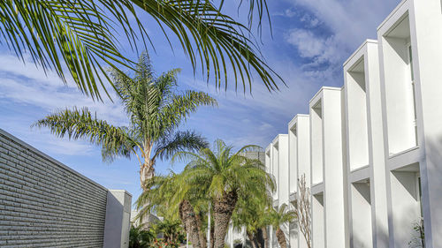 Low angle view of palm trees against sky