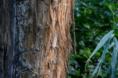 Close-up of tree trunk