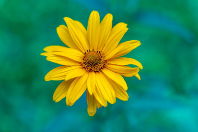 Close-up of yellow flower