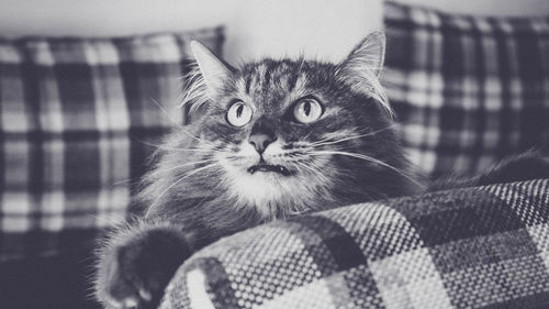 Close-up of cat on sofa