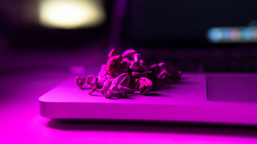 Close-up of pink rose on table