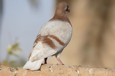 Close-up of bird perching on retaining wall