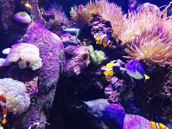 Close-up of coral in sea