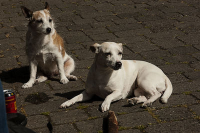 Portrait of dogs sitting on footpath