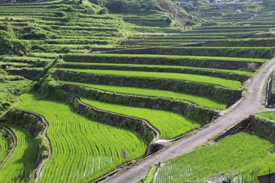 High angle view of agricultural field