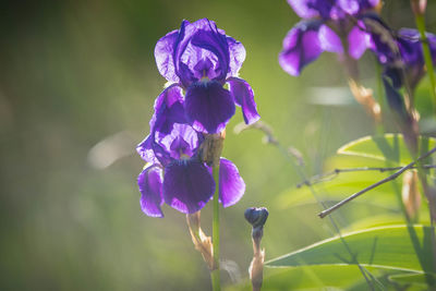 Close-up of purple flowering plant