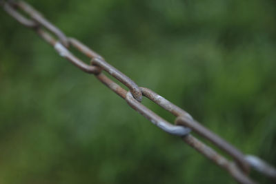 Close-up of a plant