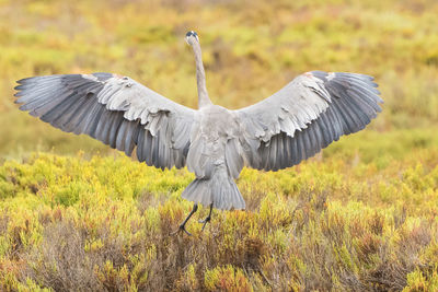 Bird flying over a field