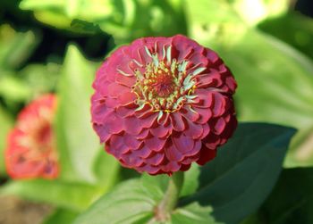 Close-up of pink flower