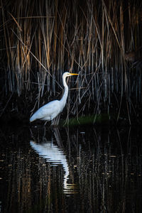 Side view of a bird in water