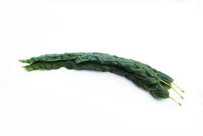 Close-up of food against white background