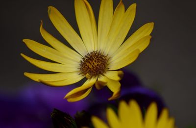 Close-up of yellow flower